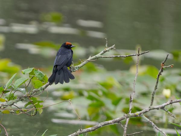 Bruinkaptroepiaal (Chrysomus ruficapillus)